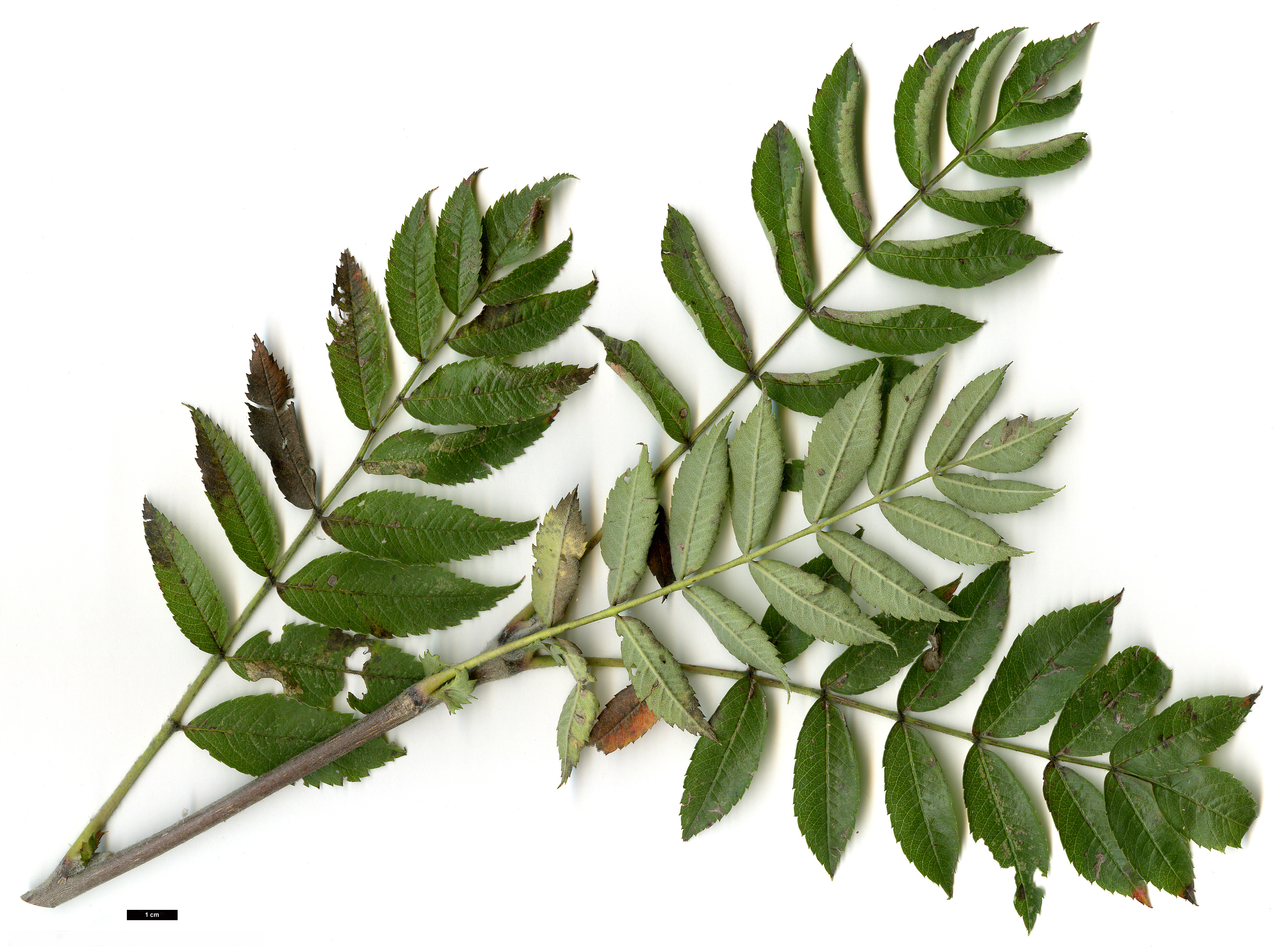 High resolution image: Family: Rosaceae - Genus: Sorbus - Taxon: aucuparia - SpeciesSub: subsp. pohuashanensis